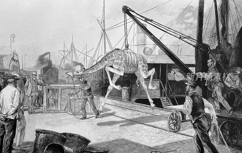 马戏团的动物运输工具，从船上卸下长颈鹿