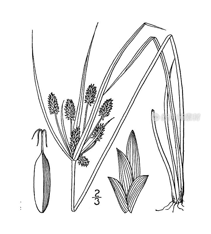 古植物学植物插图:圆柱香附、松秃香附