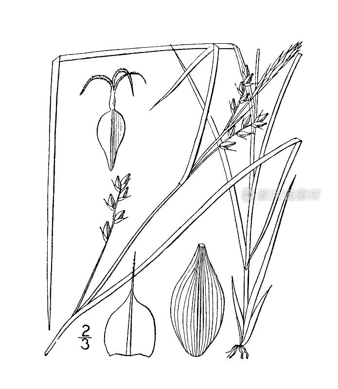 古植物学植物插图:苔草，窄叶莎草