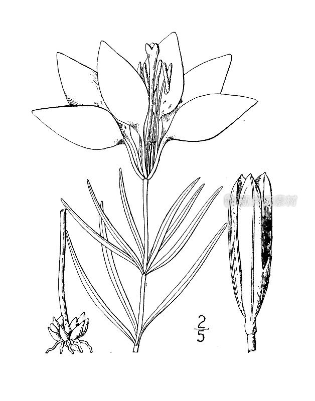 古植物学植物插图:百合、西洋红百合