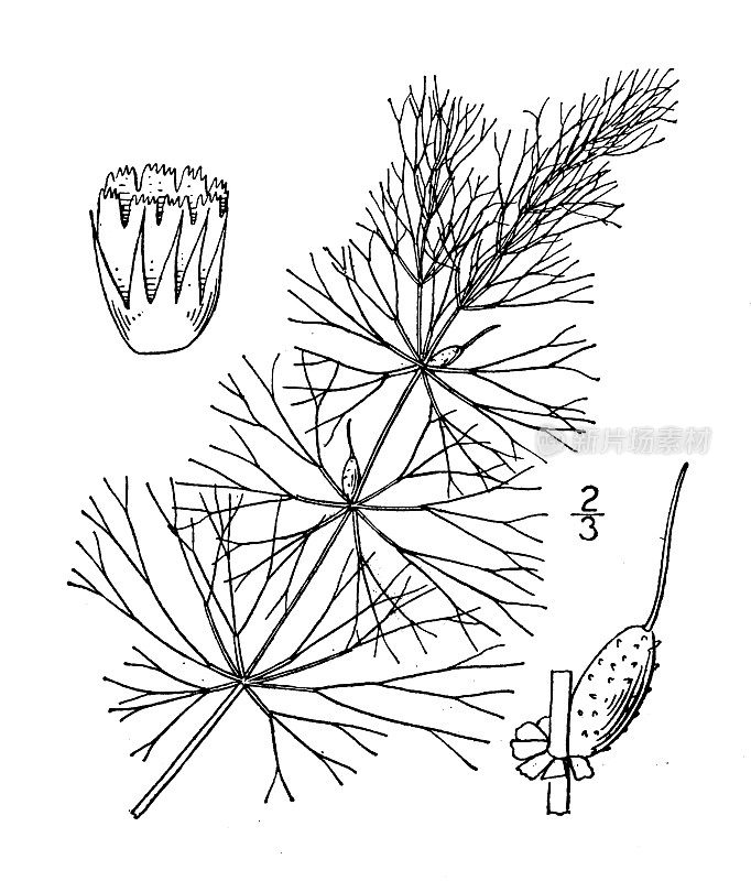 古植物学植物插图:鹿角叶、角苔