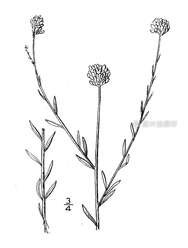 古董植物学植物插图:远志马里亚纳，马里兰乳草