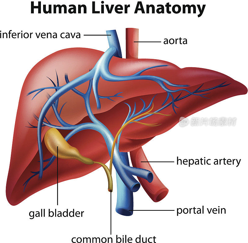 人类的肝脏解剖学
