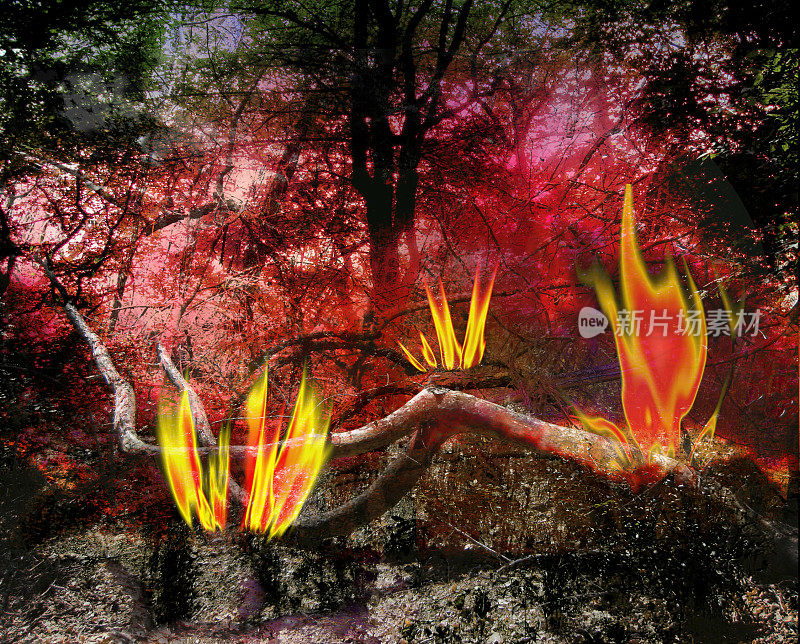 黑暗的森林景观与燃烧的树木和火焰