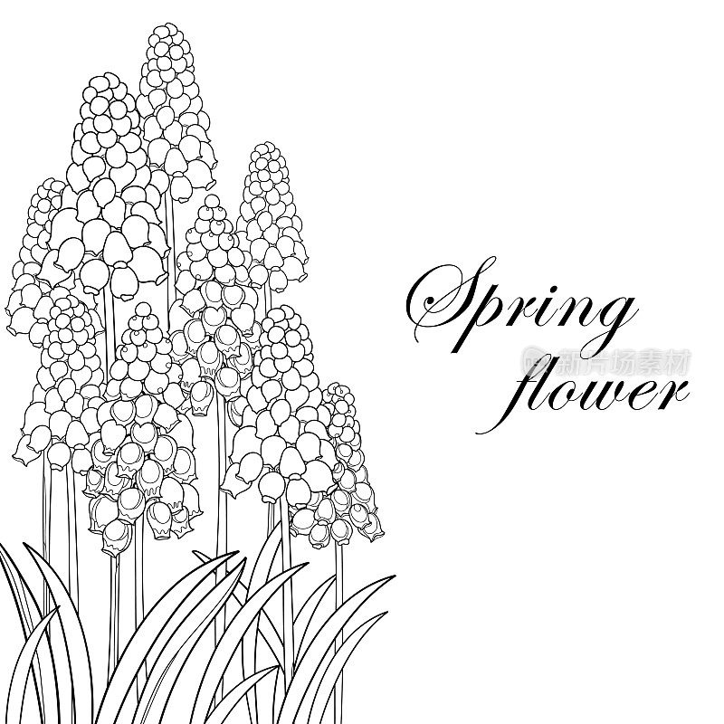 矢量花束与轮廓的麝香或葡萄风信子花和叶在黑色孤立在白色的背景。