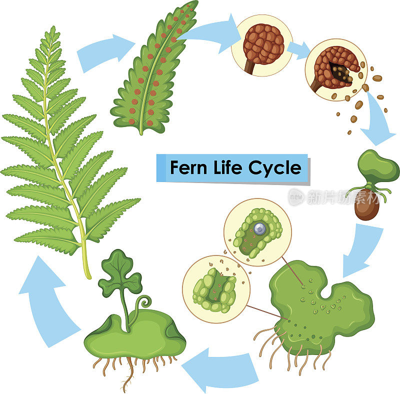 图显示蕨类的生命周期