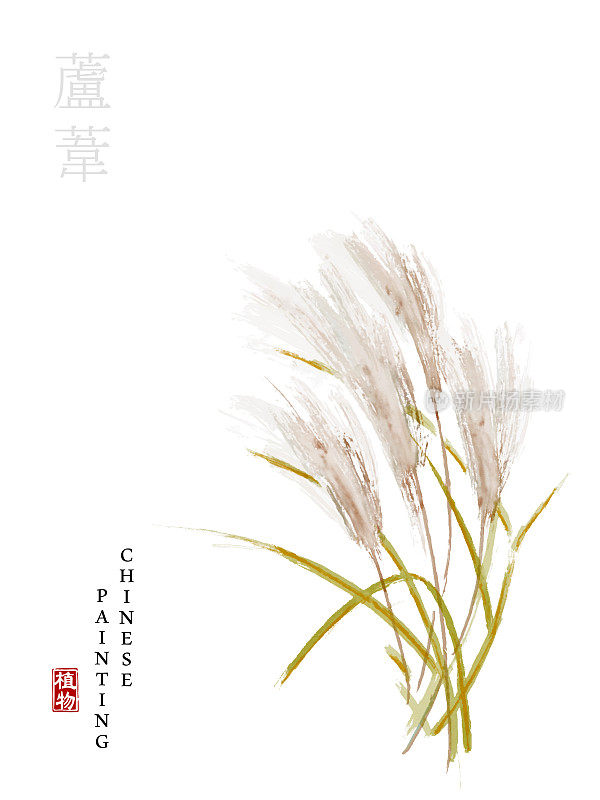 中国水墨画艺术插图自然植物《诗经》芦苇。植物和芦苇