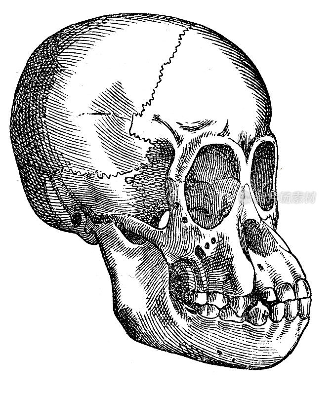 一只年轻猩猩的头骨