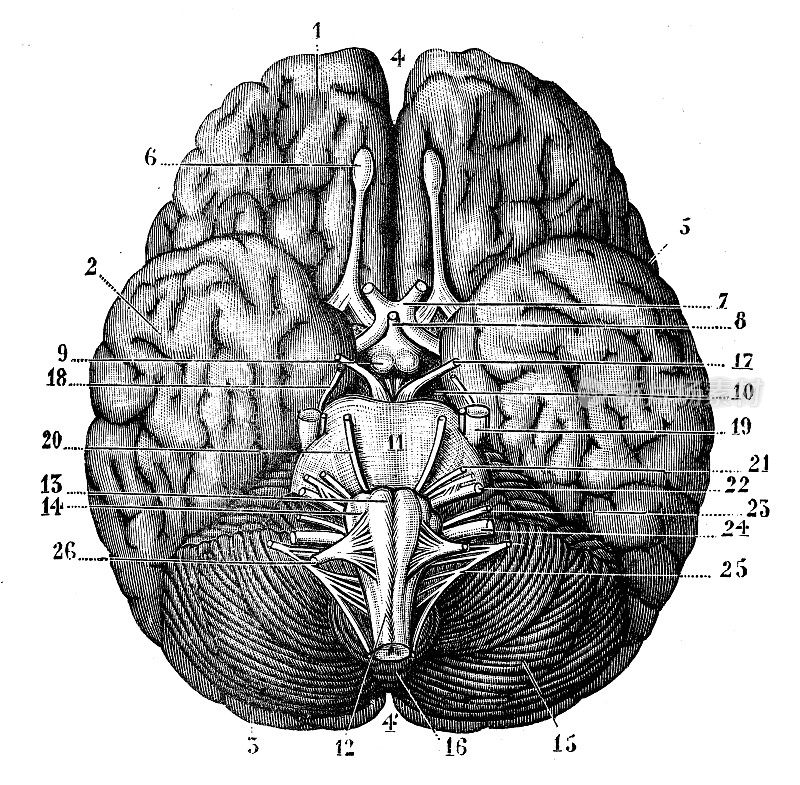 古董插图:人脑
