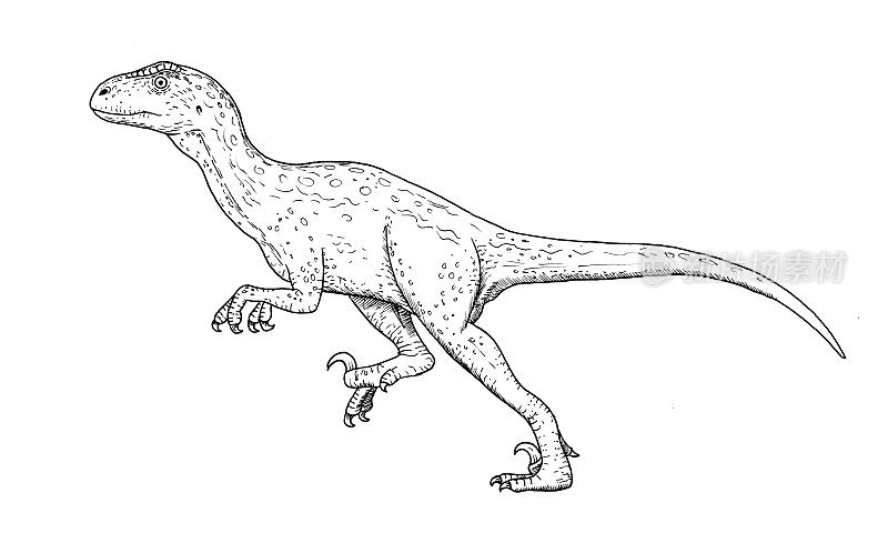 恐龙素描-恐爪龙手素描，黑白插图