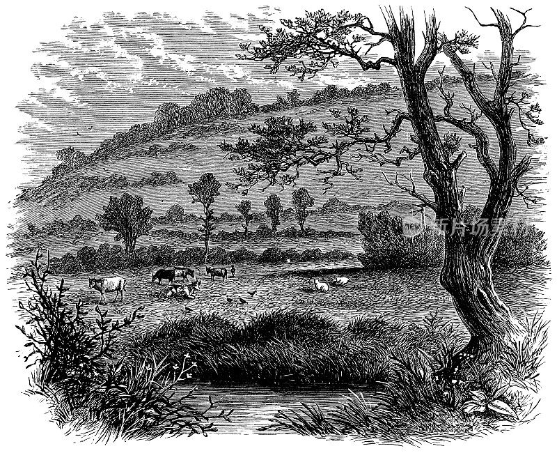 英国沃里克郡蓟农场――19世纪