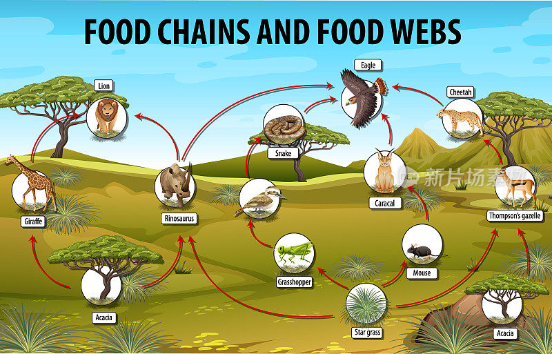 生物食物链图教育海报
