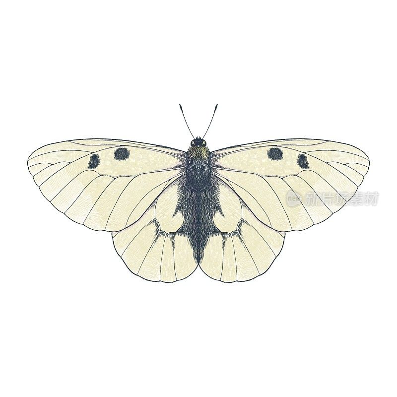 彩色铅笔画实景图，白底上孤立的阿波罗蝴蝶