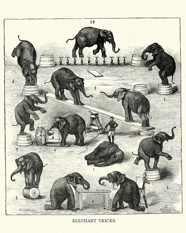 维多利亚时代的马戏团，驯兽师用大象表演特技，19世纪