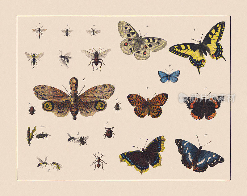 膜翅目、半翅目和蝴蝶(鳞翅目)，手工彩色印刷，1882年出版