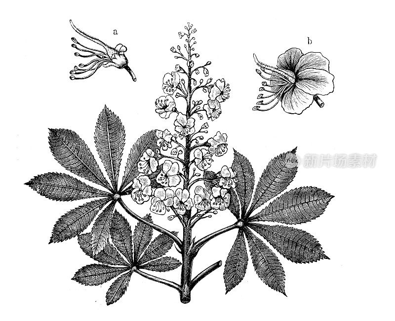 古董植物学插图:七叶树，七叶树