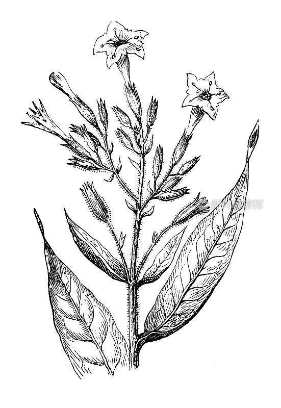古董植物学插图:烟草，烟草
