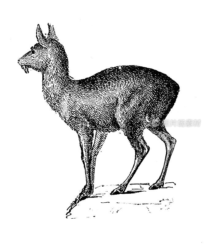 古董插图:麝香鹿