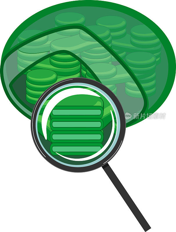 叶绿体内部结构与类囊体在放大镜下孤立在白色背景下