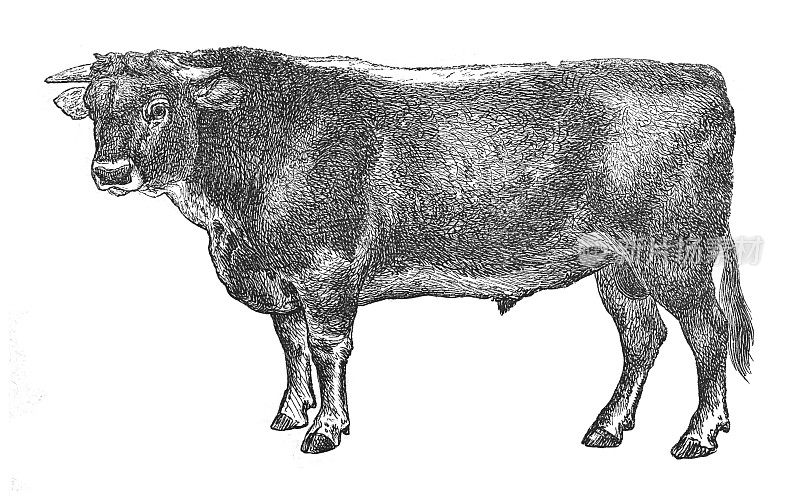 公牛公牛公牛-欧洲牛(牛牛)-复古雕刻插图