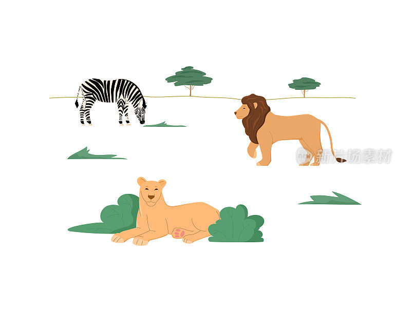 在他们的栖息地的野生动物-斑马，狮子和狮子在非洲狩猎或热带草原，平坦的向量插图在白色。