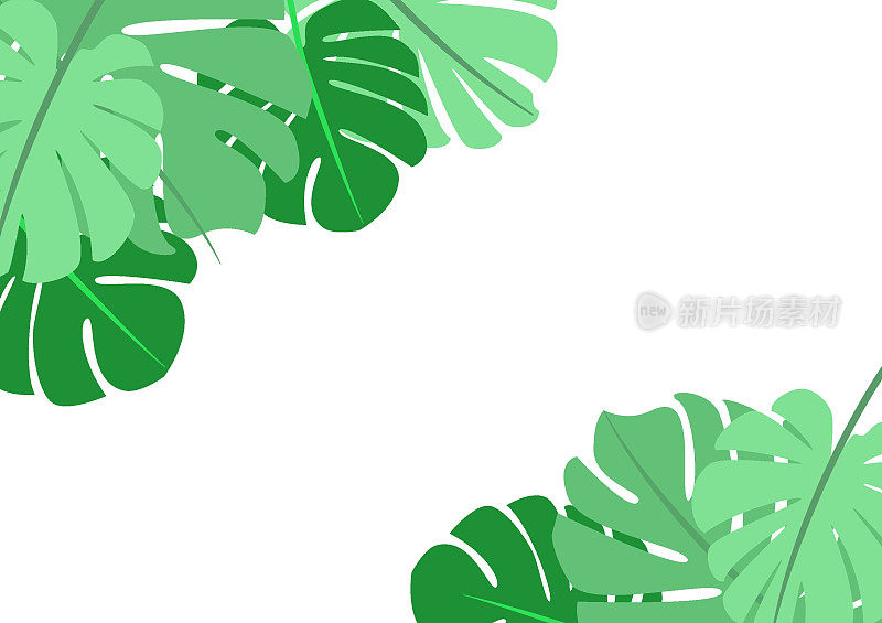 粉彩绿色热带棕榈叶Monstera在白色背景上。平躺，俯视图。