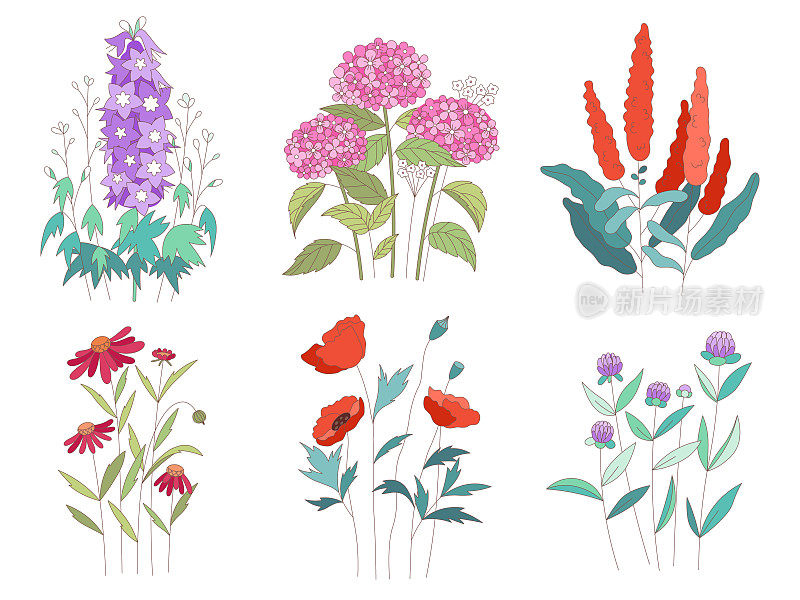 矢量花集。夏天飞花和花园芙蓉、绣球花、鼠尾草、罂粟、非洲菊和贡木收藏。普罗旺斯红紫色花卉开花图案。