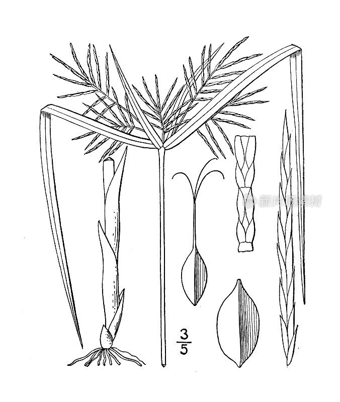 古植物学植物插图:香附、米考斯香附