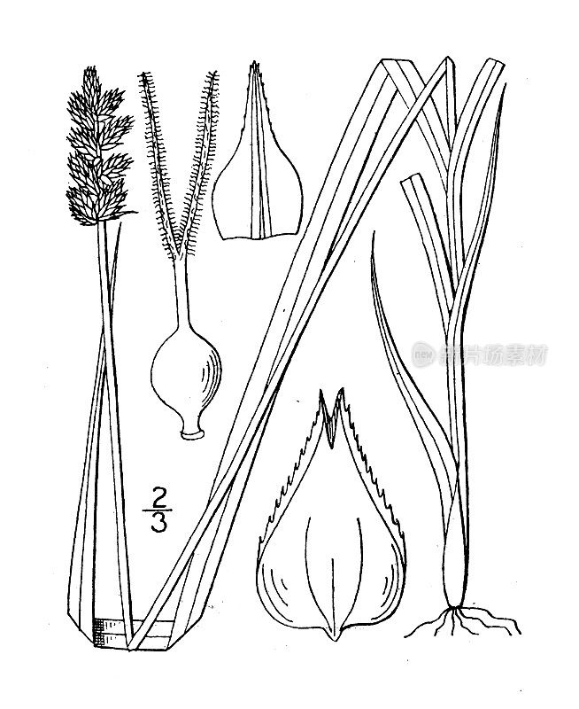 古植物学植物插图:苔草、莎草