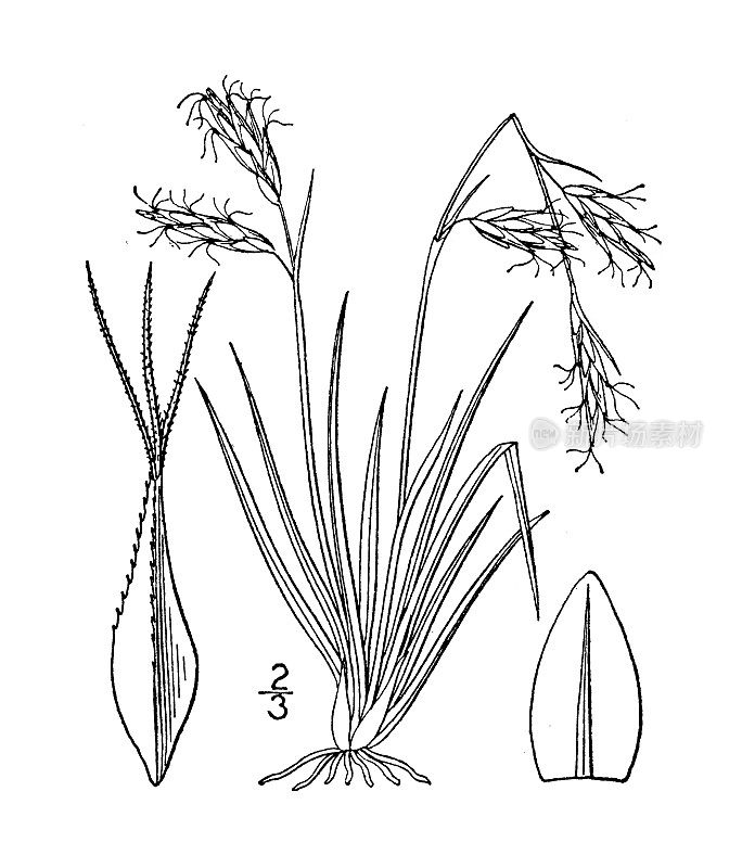 古植物学植物插图:苔草，短叶莎草