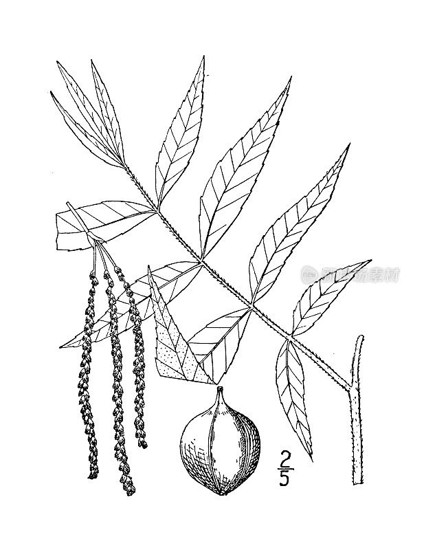 古植物学植物插图:水山胡桃，水山胡桃