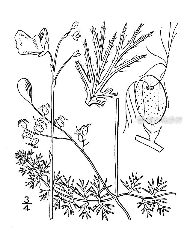 古植物学植物插图:狸藻、平叶狸藻