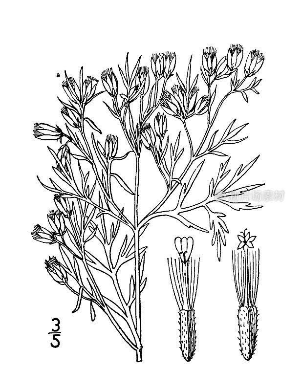 仿古植物学植物插图:黄樟、万寿菊