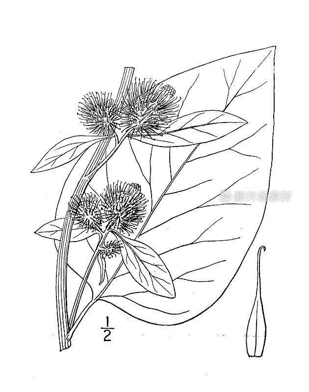 古植物学植物插图:牛蒡、牛蒡