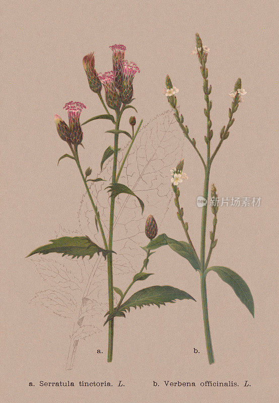 秋花(菊科，马鞭草科)，彩色石刻，1886年出版