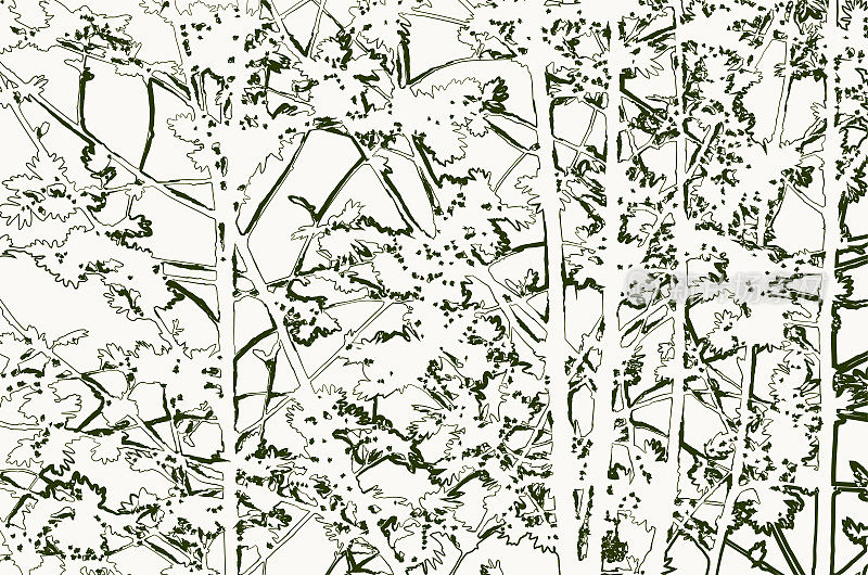 抽象矢量自然轮廓背景剪影树的枝叶繁茂的夏季森林