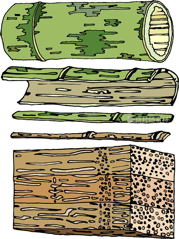 白底竹木插图。竹子，天然家养和野生植物，随时可用，eps。为你设计