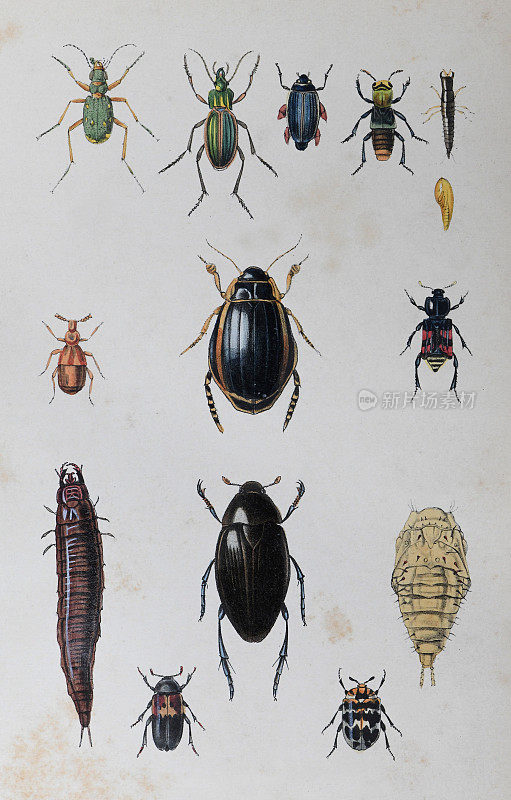 甲虫(鞘翅目)收藏-复古彩色插图