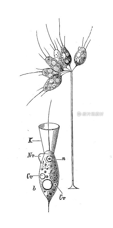 仿古生物动物学图片:木缕草