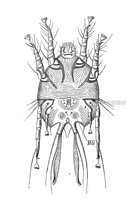 古代生物动物学图像:马共生菌，spathiferus绒毛虫