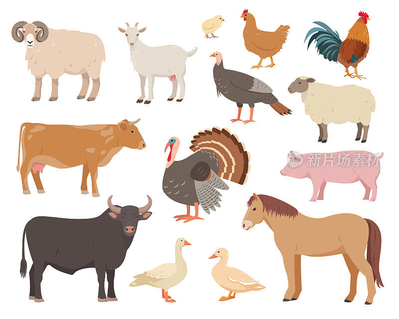 一组不同姿势的农场动物和鸟类。牛、牛、绵羊、猪、马、山羊、母鸡、公鸡、鸭子、鹅、火鸡和鸡。