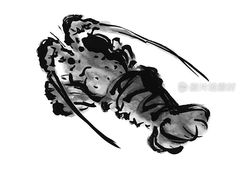 手绘日本风格的多刺龙虾插图