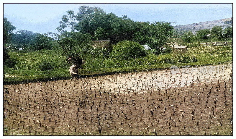 古董黑白照片:夏威夷中国农民和芋头田