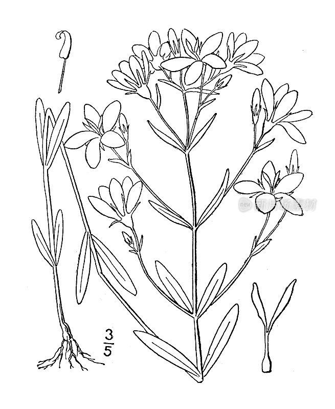 古植物学植物插图:沙棘皮，窄叶的沙棘皮