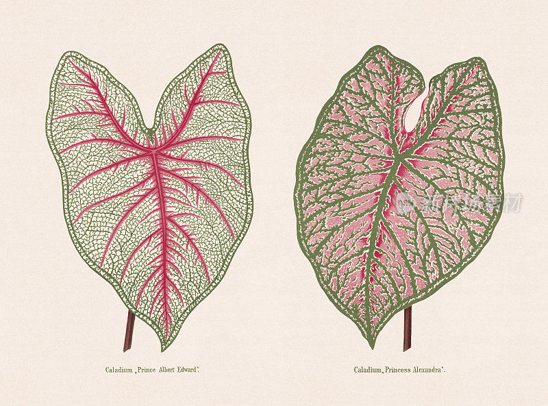 1873年出版的Caladium，彩色石版印刷