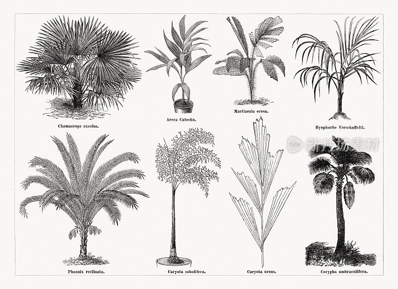各种棕榈树，木刻，出版于1873年