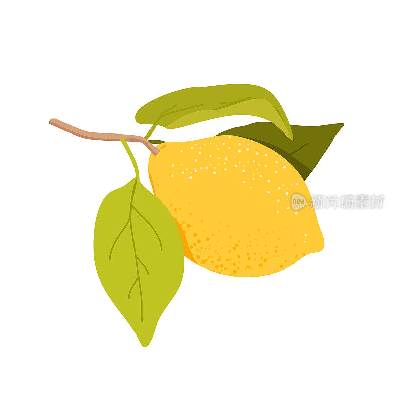 柠檬树嫩枝，黄色新鲜柑橘类果实，绿叶，热带植物分枝