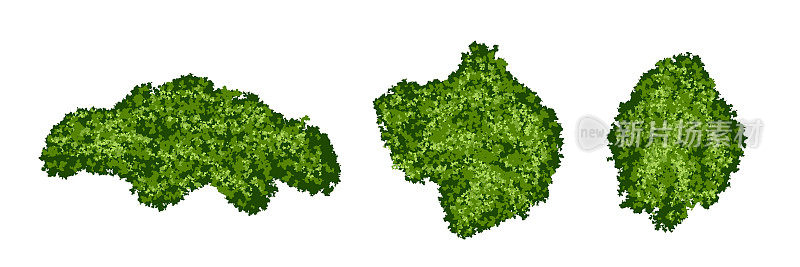 一组绿色的苔藓岛或森林地衣与现实的纹理隔离在白色背景