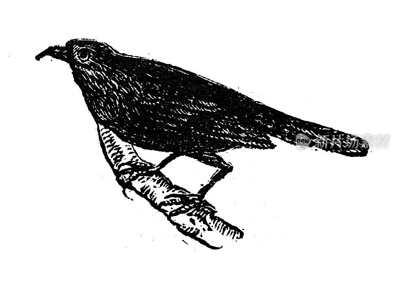 古董雕刻插画:黑鸟