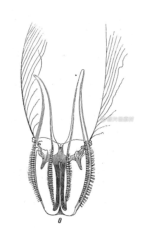 仿古生物动物学图像:白萼花